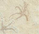 Brittle Star Mass Mortality Plate - Solnhofen Limestone #6106-1